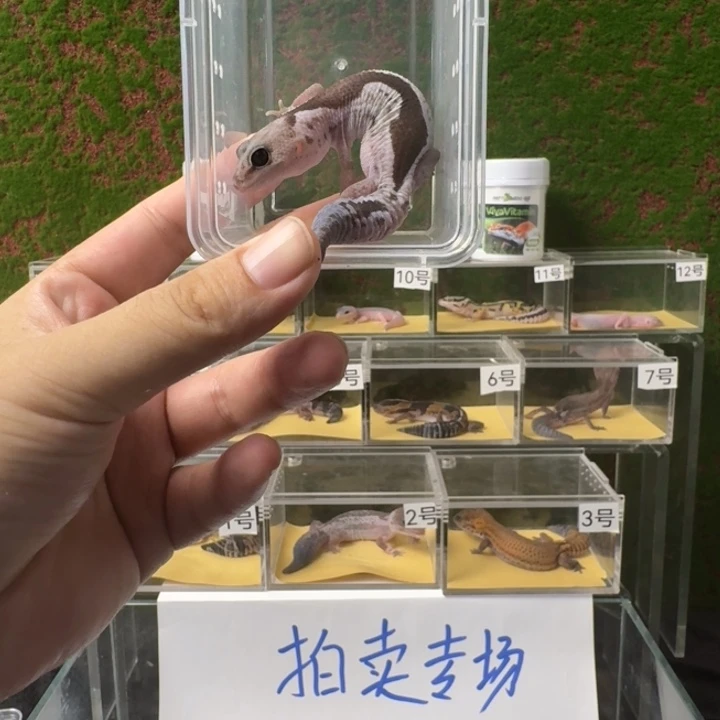 肥尾守宫奶奥祖？0元？开整！