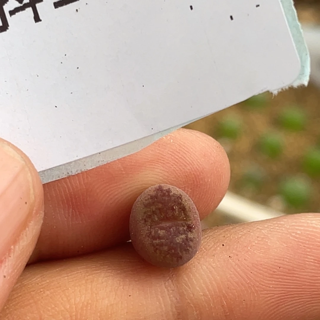 18-89小毛杂多肉植物