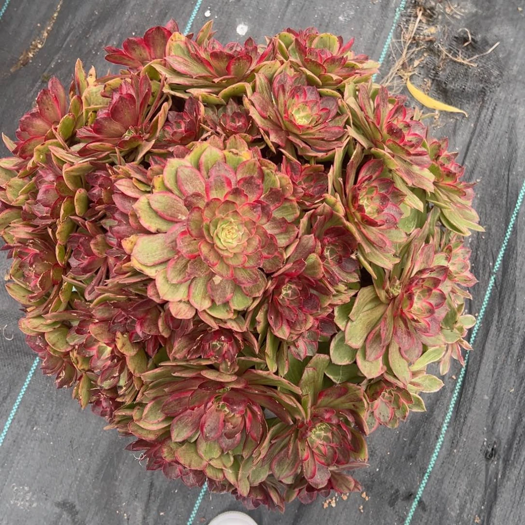 无花朵我是真的很喜欢这个