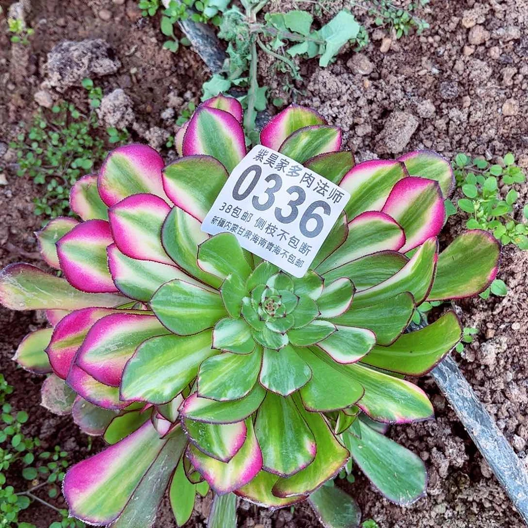 ξ****ξ2棚0336铜壶七彩