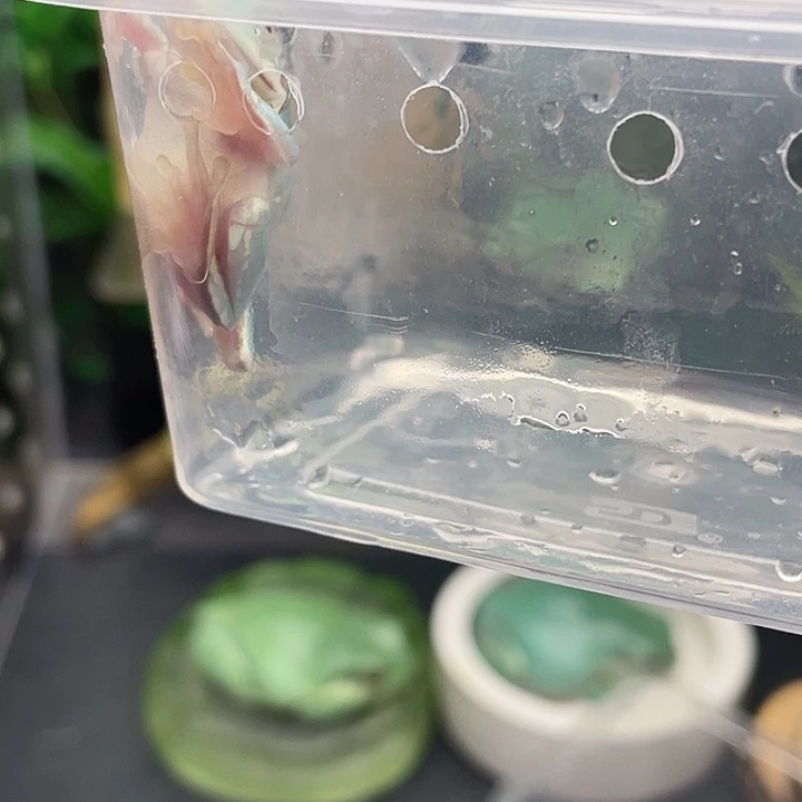 吉***人老爷树蛙加油包➕邮费