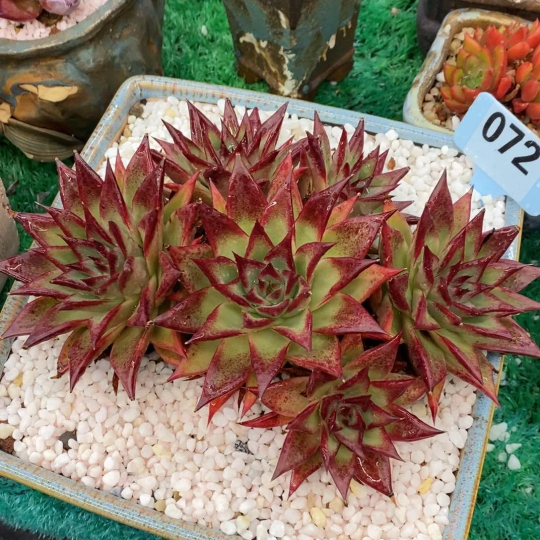 星星乌木多肉植物盆栽