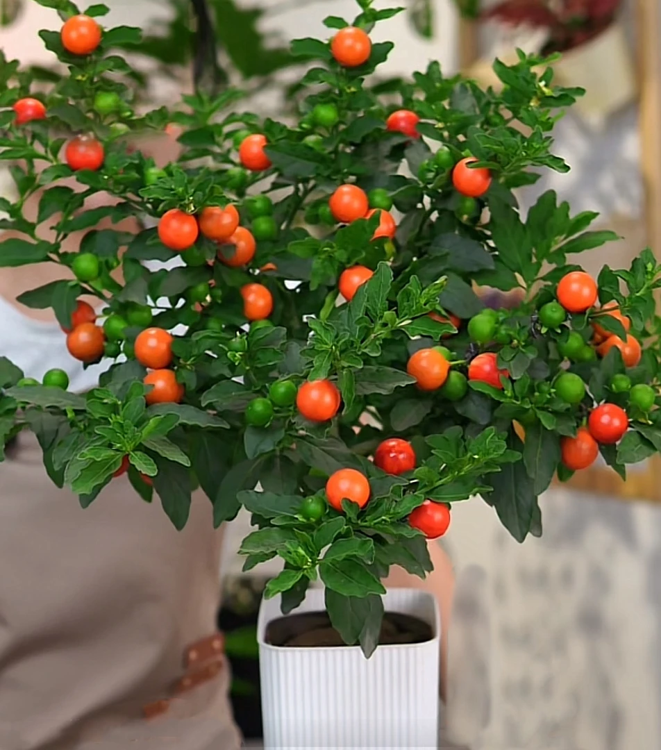 【一物一拍】多年生冬珊瑚老桩盆栽吉庆果红珊瑚豆看樱桃珍珠吉绿植