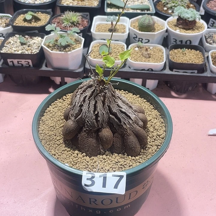 317象足龟甲龙块根，