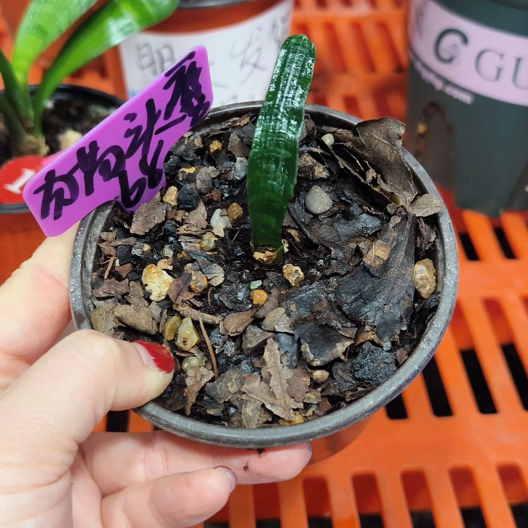 猫****无花朵君子兰直播带货