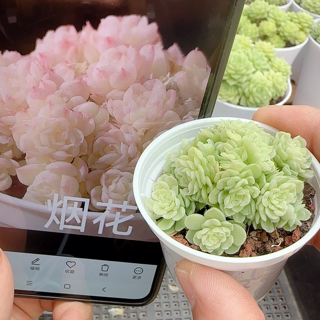 【闪购商品】0930-57（烟花）