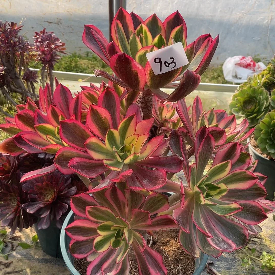 903法师植物魅影