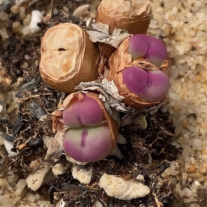 358小红嘴一群一群