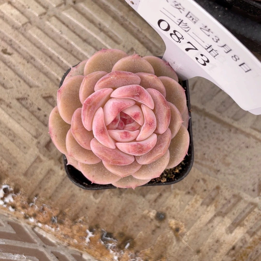 薇薇安园艺多肉0873