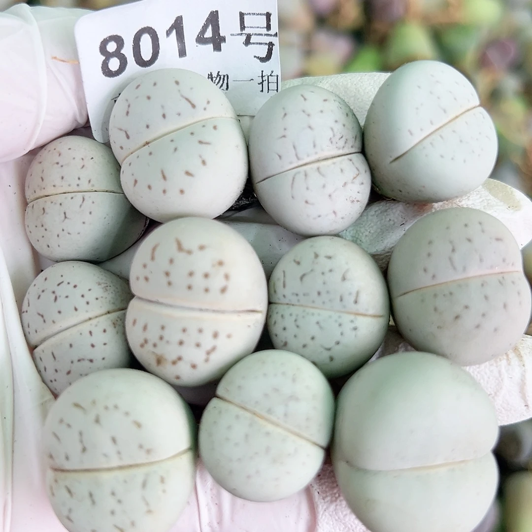 8014 好养易活生石花大母本11个