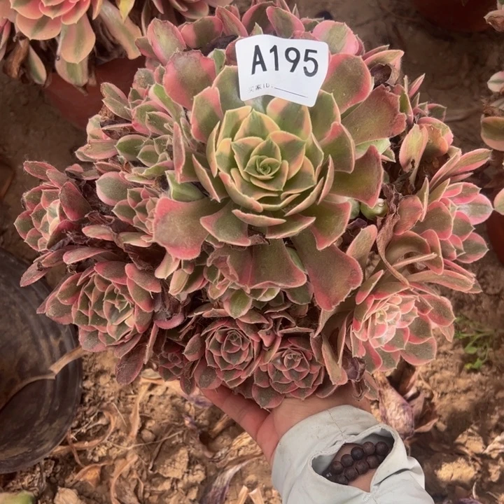 粉女郎多肉植物195.