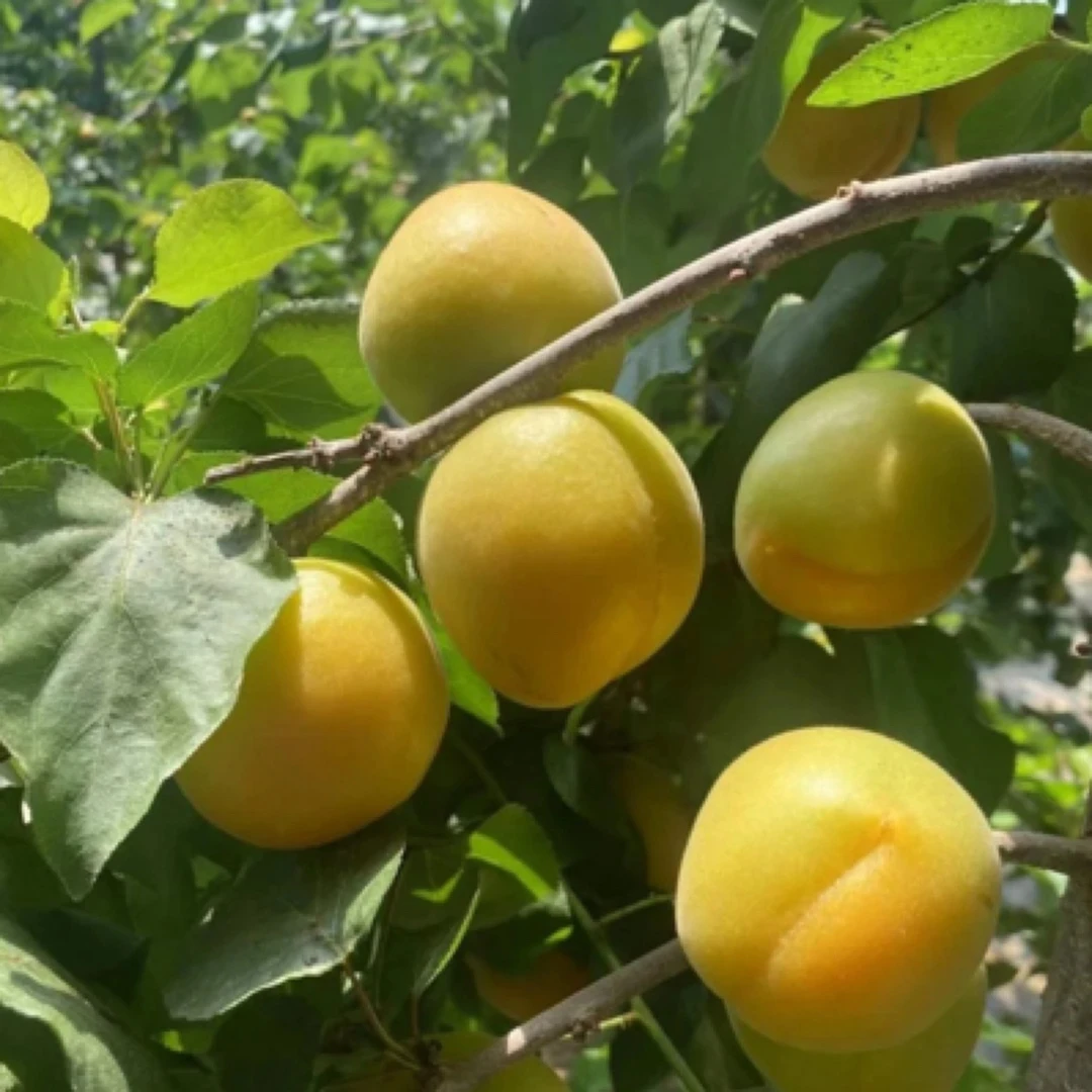 正宗新鲜山西现摘现发微黄杏半黄酸脆爽口孕妇应季水果（顺丰包邮）