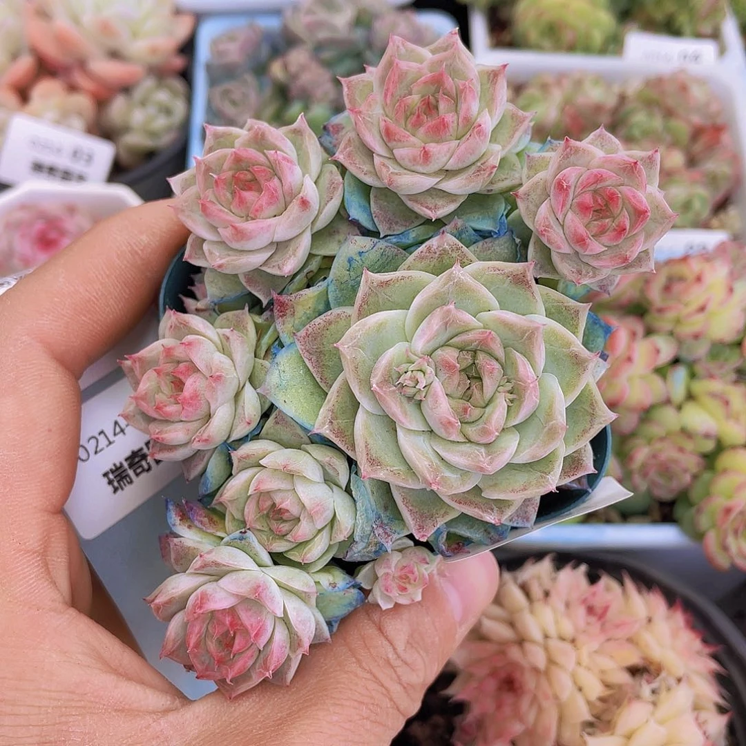 ,00000000000047一物一拍