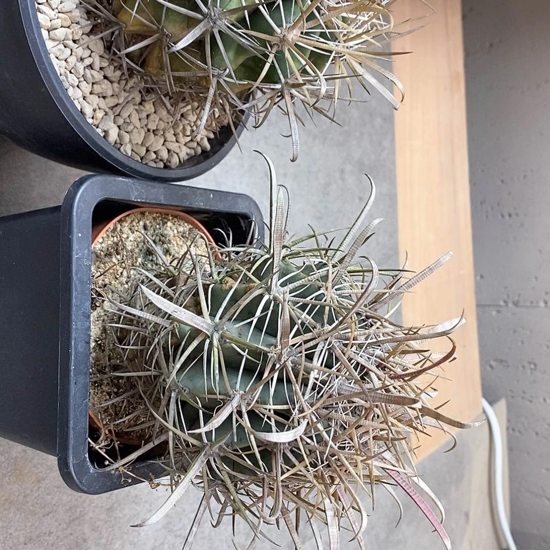 额G840花油专拍仙人球开花