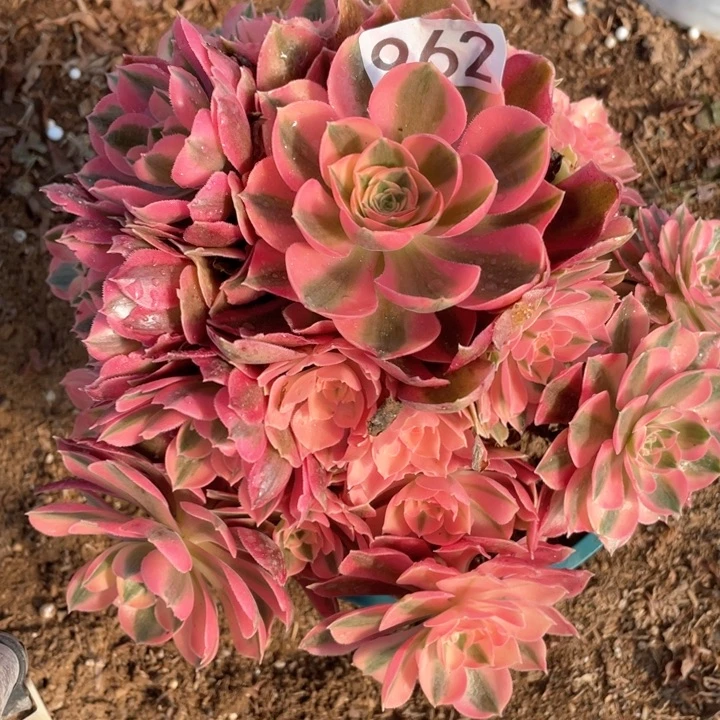 nv962多哦肉植物女巫