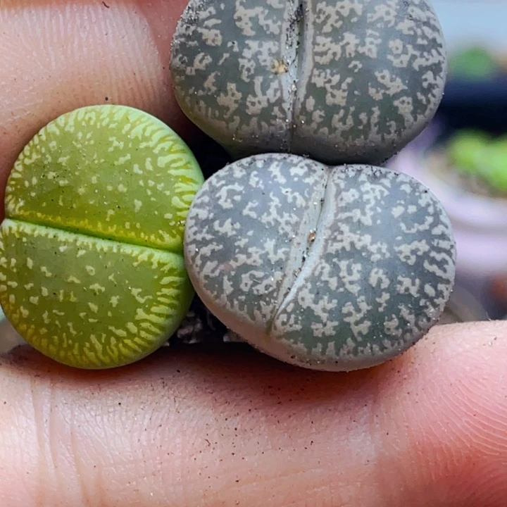 960弁天玉绿光阳两颗