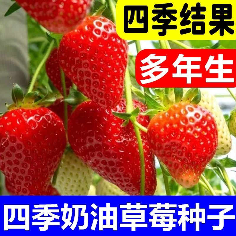 家庭阳台盆栽四季易活奶油草莓种籽大草莓种籽白草莓各种菜种子
