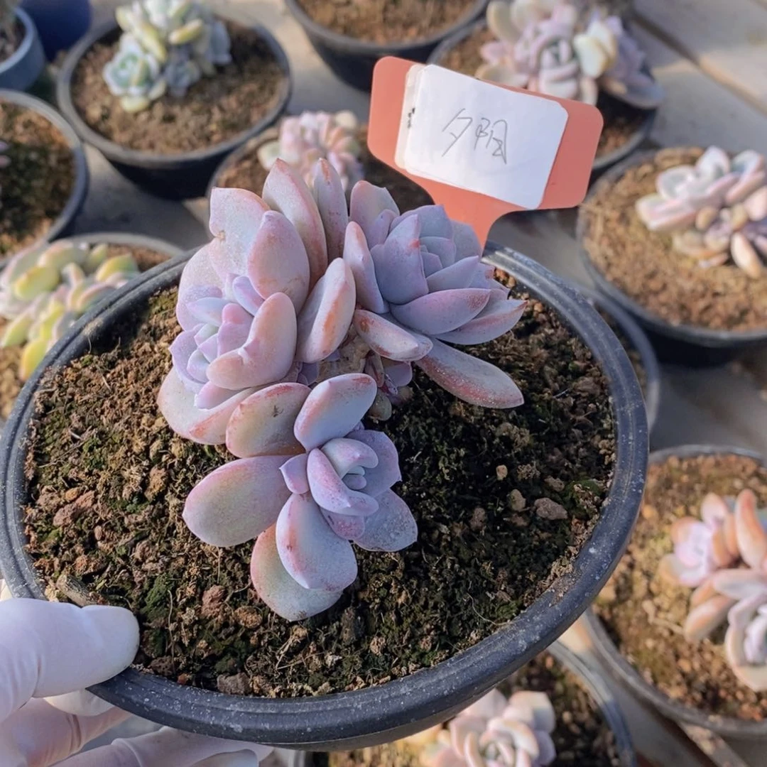 ?***多肉植物1111111111