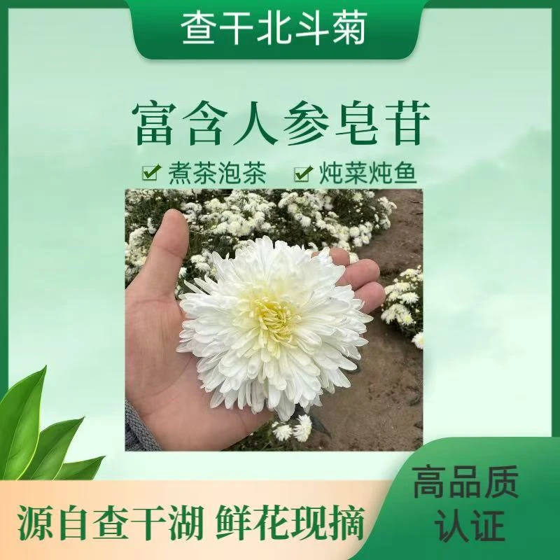 查干北斗菊煮茶炖菜鲜花现摘大朵菊花