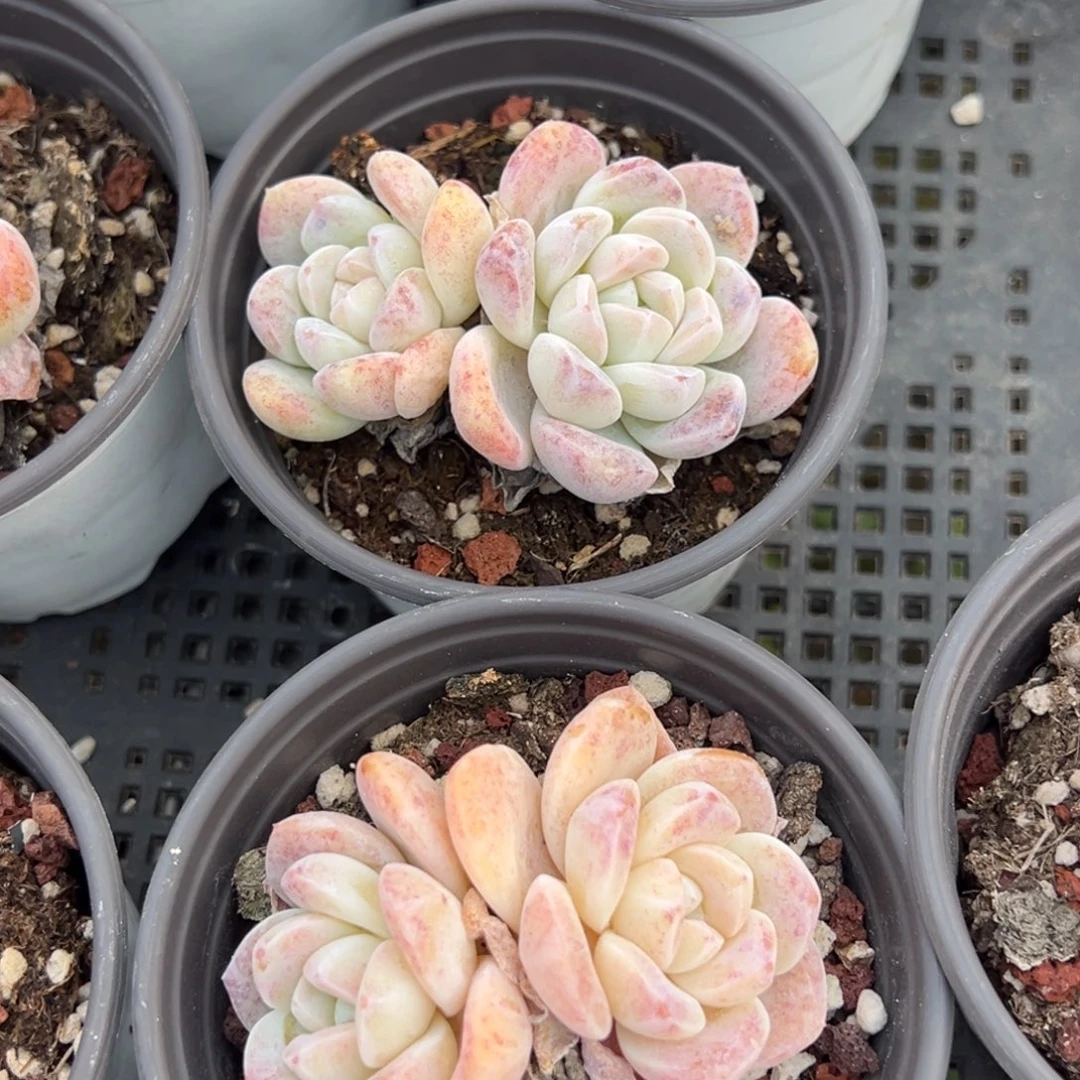 雪媚娘双头到手2颗量拍多肉满20元包邮下午发货