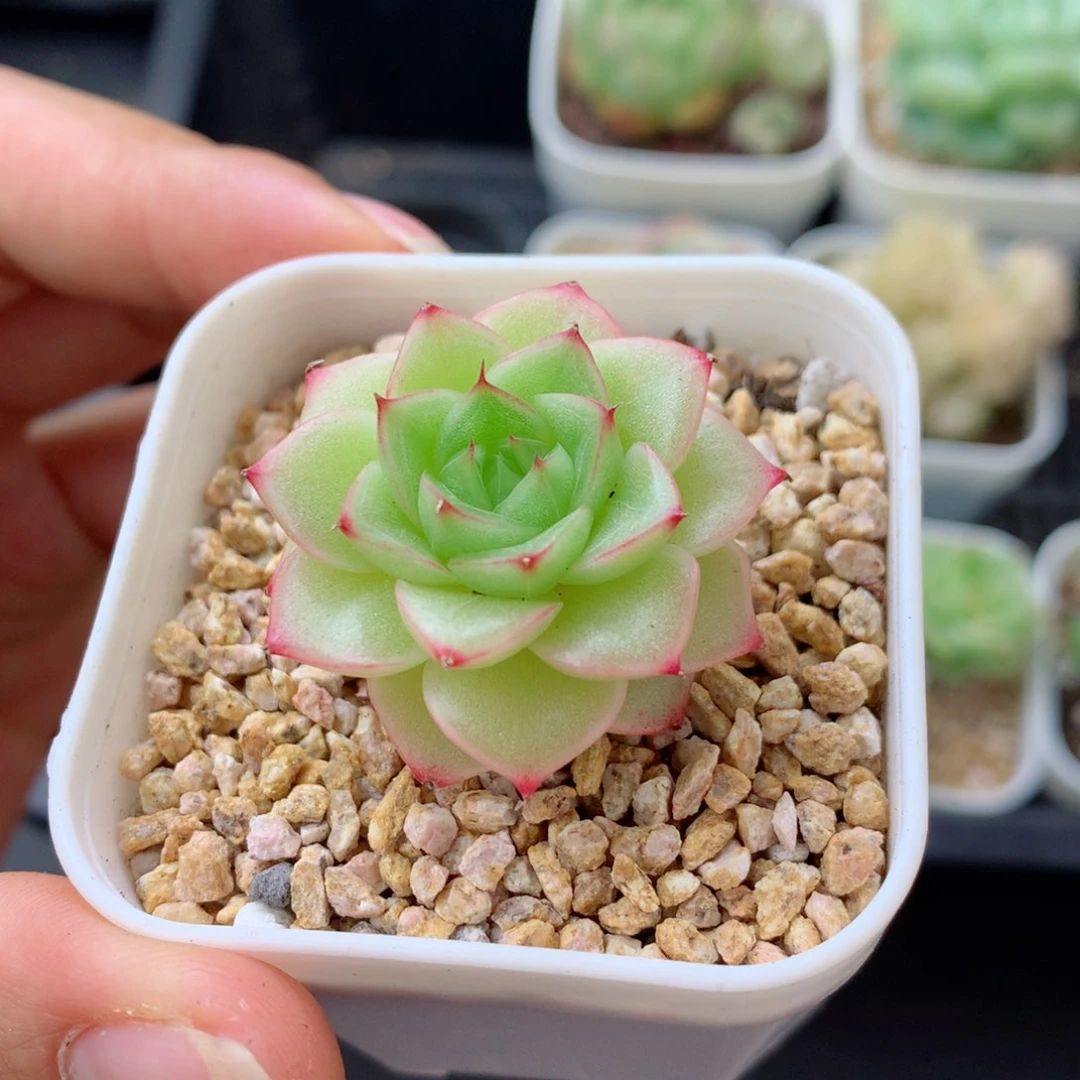 58包邮  群生不包整 106