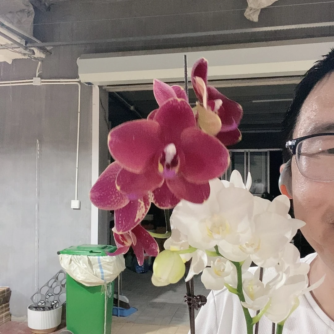 完全开放阿玛➕突尼斯