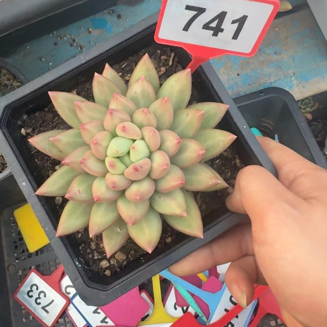 多肉植物米其林741