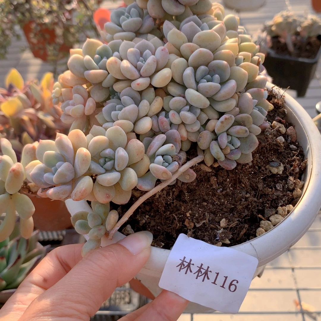 娣**力克洛伊多肉植物