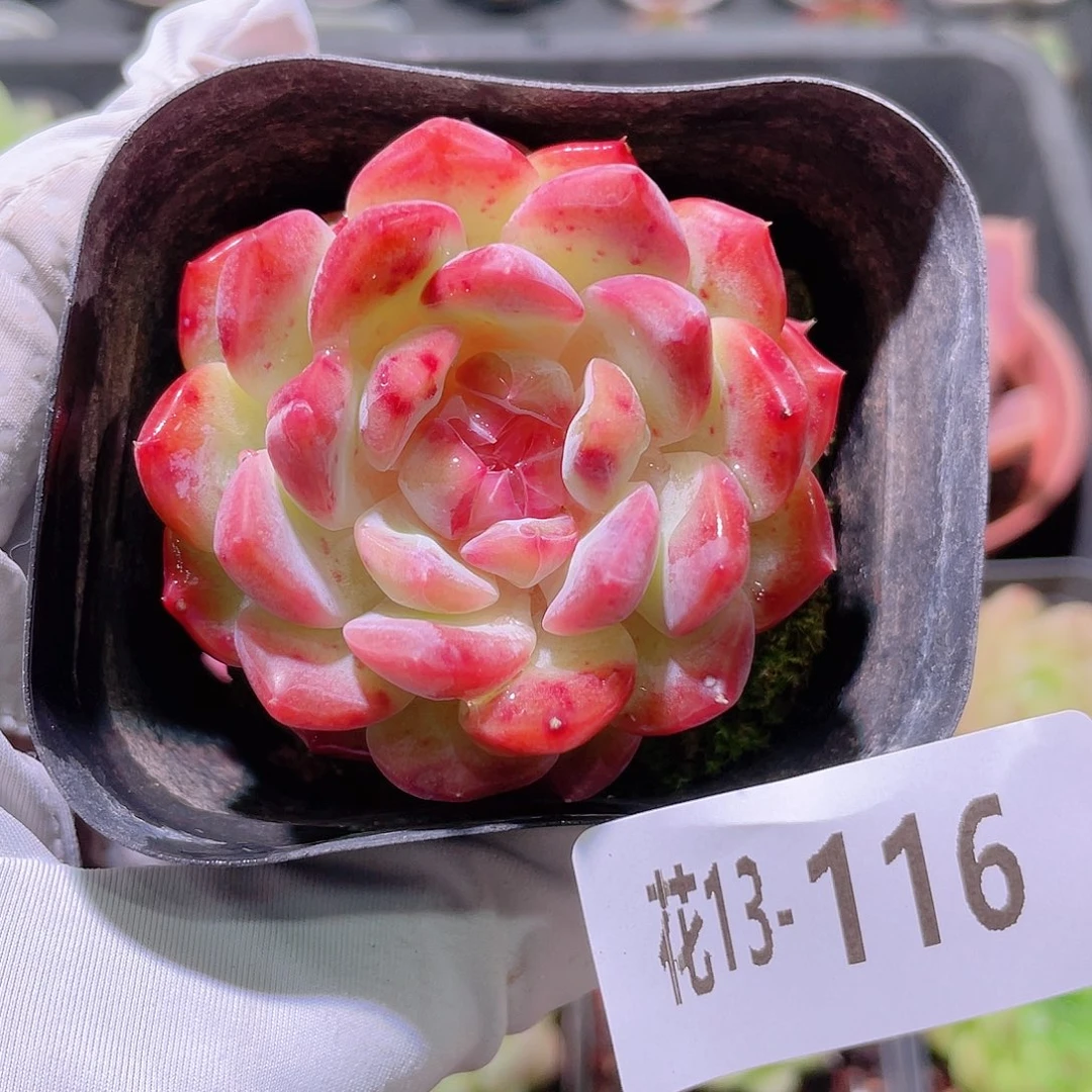花利美13-116胭脂