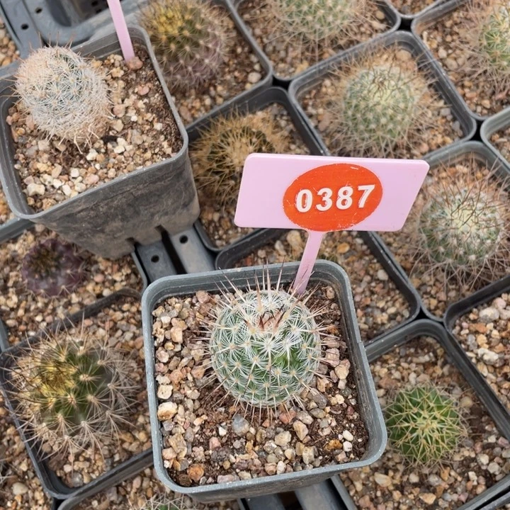 浮***光突生仙人球038700000