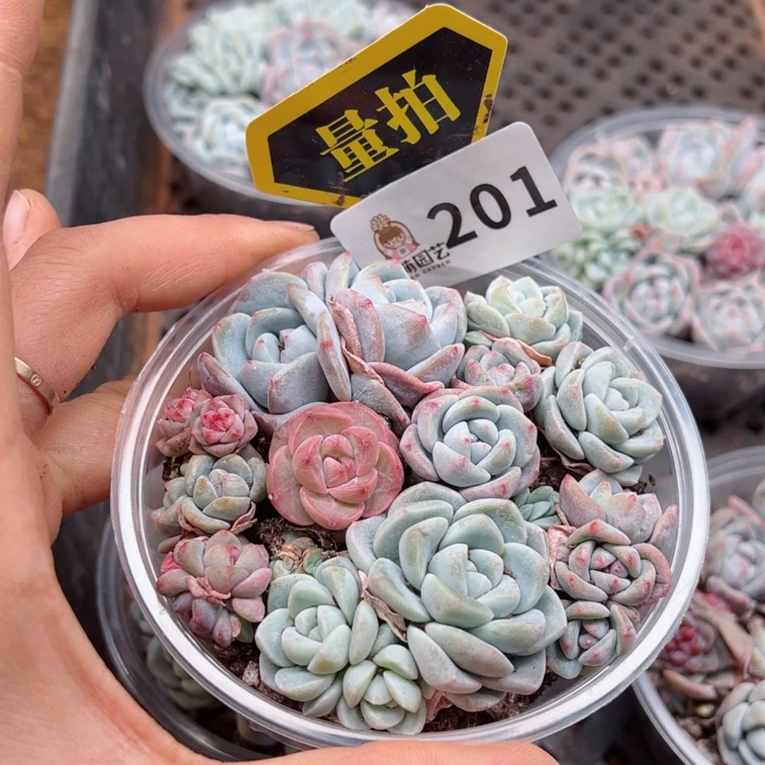 多肉植物多肉植物