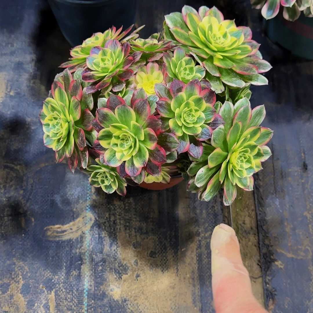 老庄海仙法师30.8