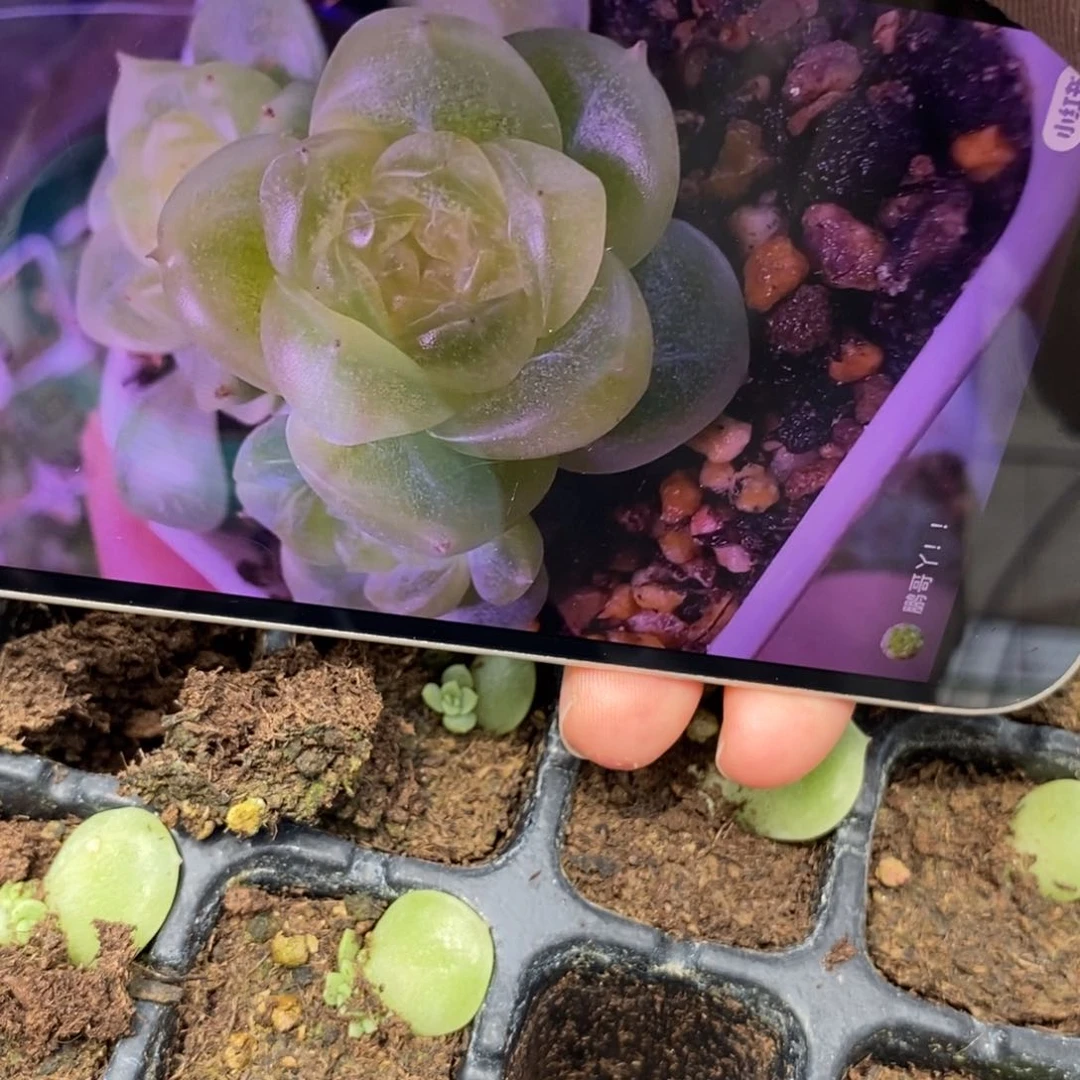 穴盘倾城珍妮一个多肉