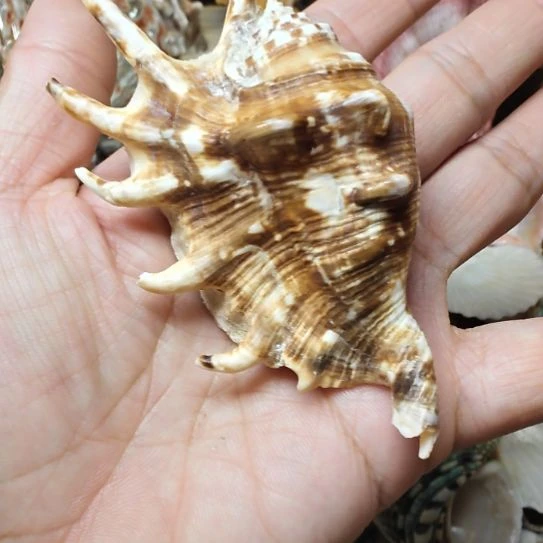 石材天然海螺七角螺