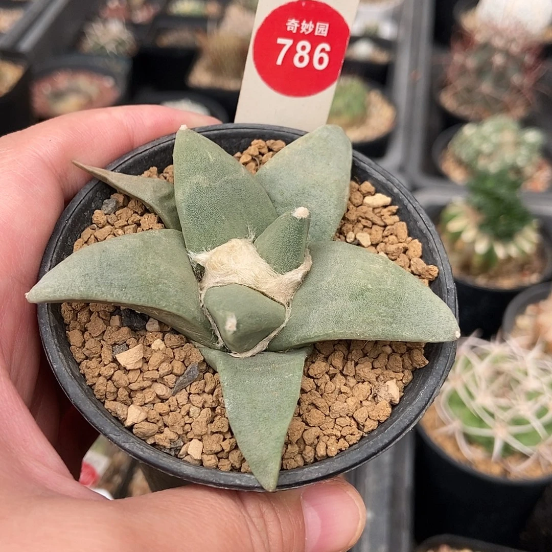 实生青瓷牡丹7.8cm