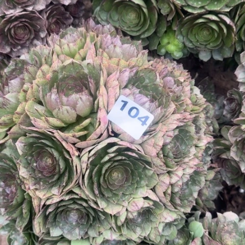 法师万拉丝的18-5多肉