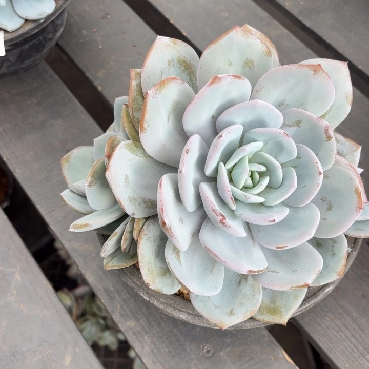 208售后范围：签收起7天内