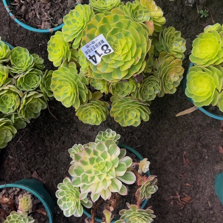 雨荷花25-49包邮花花