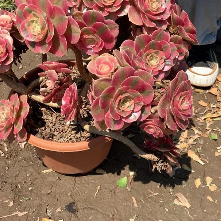 九*269女巫手捧干伤