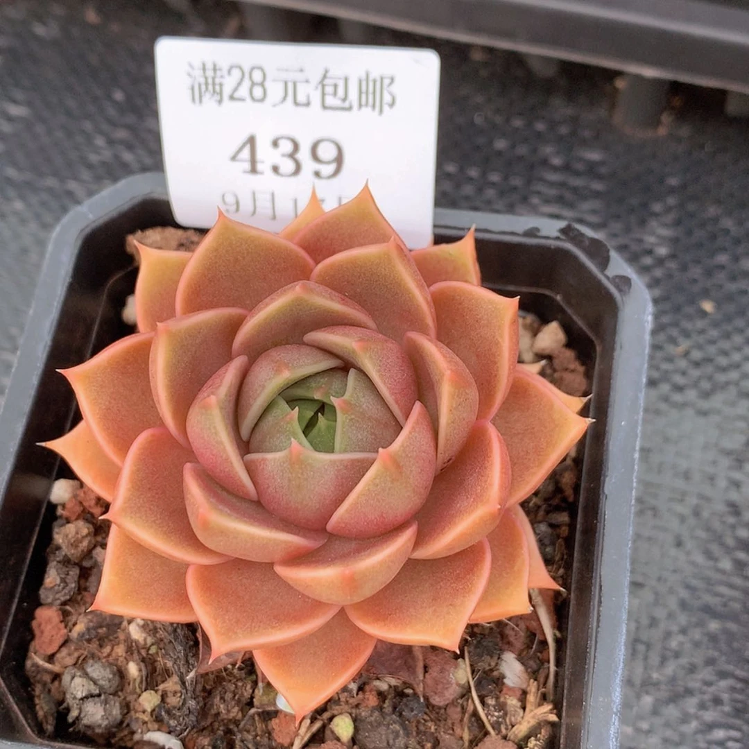 【闪购商品】云439号