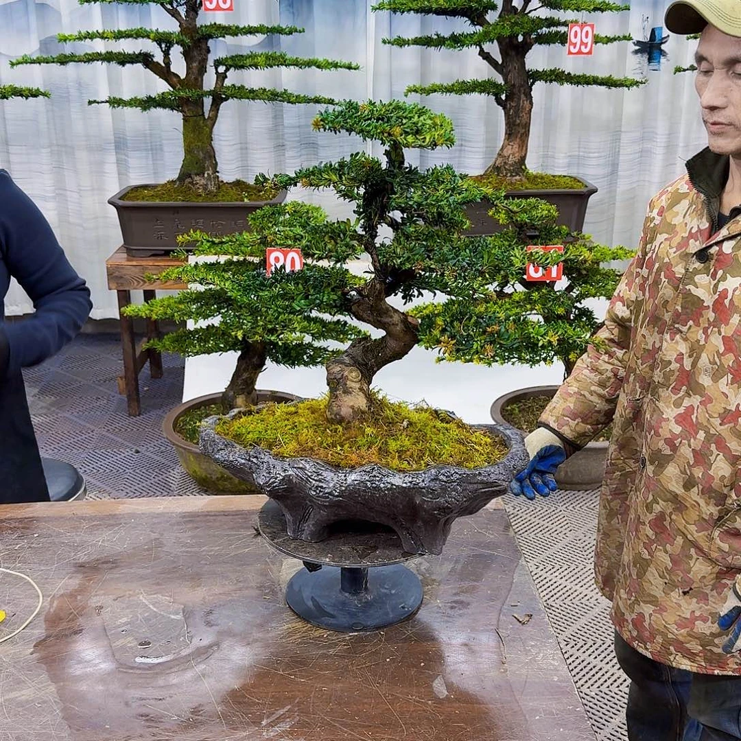 无花朵罗汉松8808800880