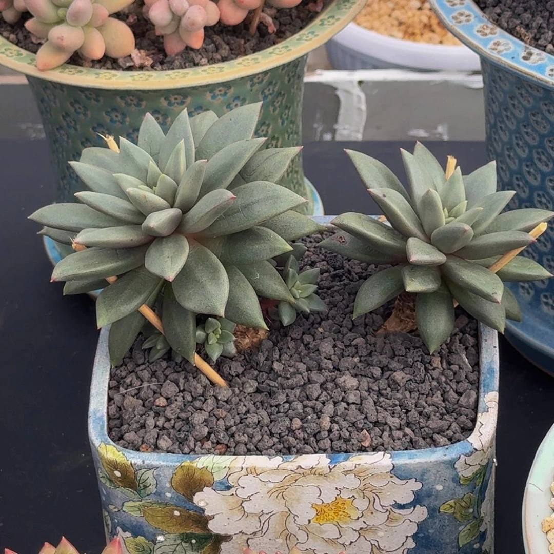 狼牙 双头 20cm 一物一拍