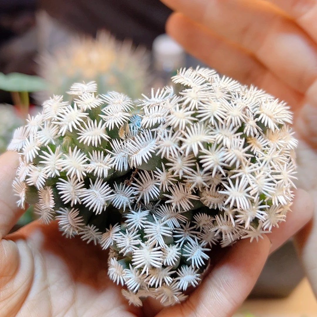 晚49号孤月丸无根8.7公分
