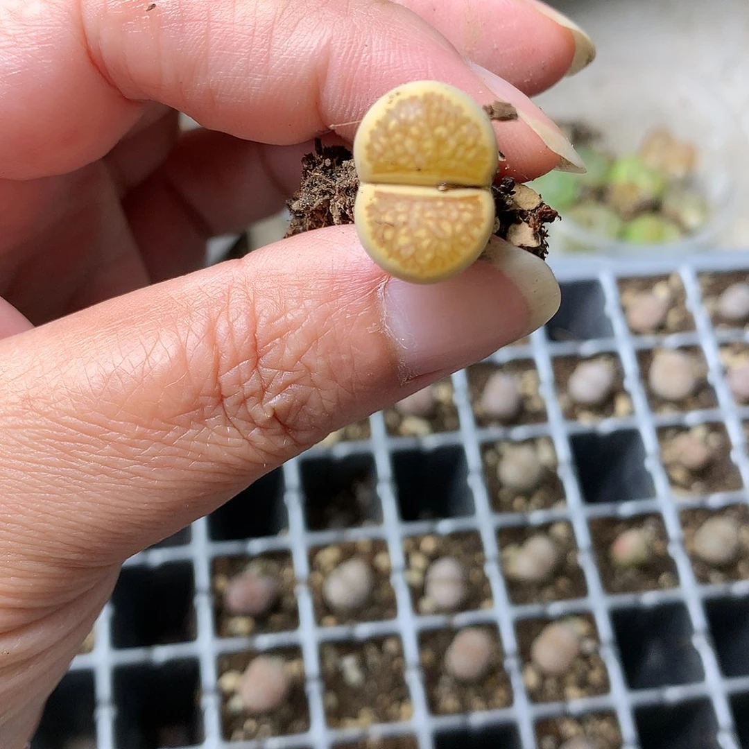 浅*G64多肉植物保护