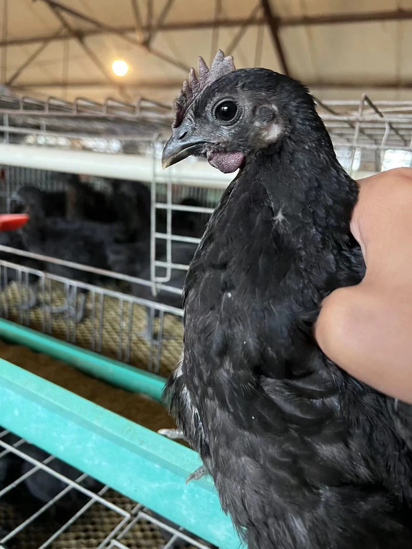 散养五黑鸡肉质细嫩1.5斤左右5只包邮