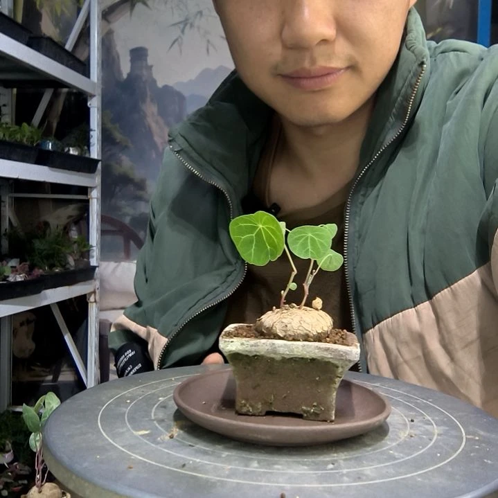 万**怡中青园艺一物一拍123