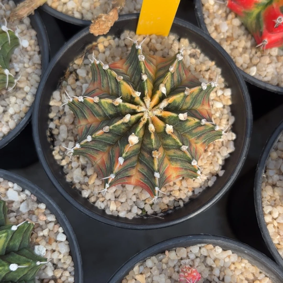 55-1224泰国发货多肉