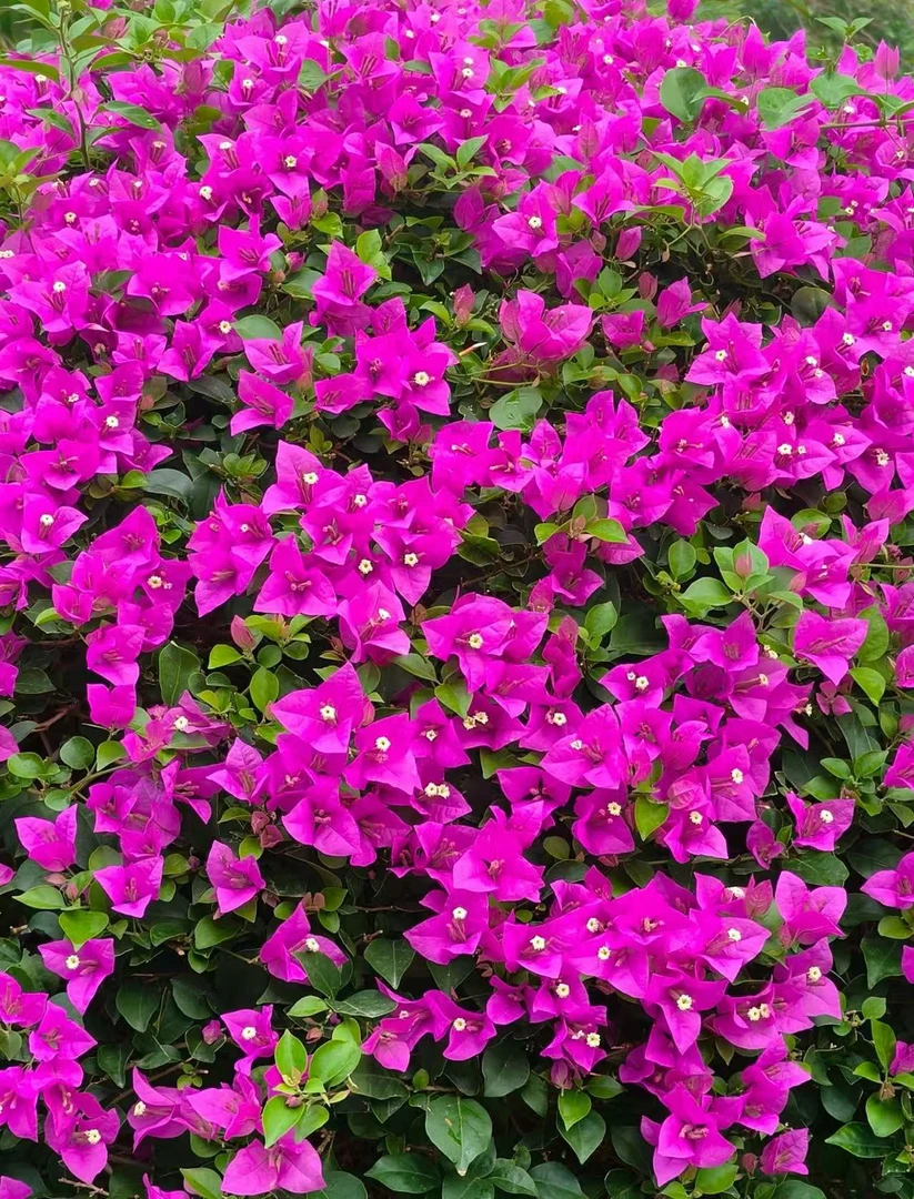 【云南紫】护心土球发货【带花】掉花落叶正常介意慎拍