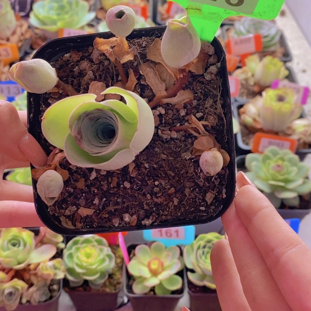 如***愿山地玫瑰一物一拍046号