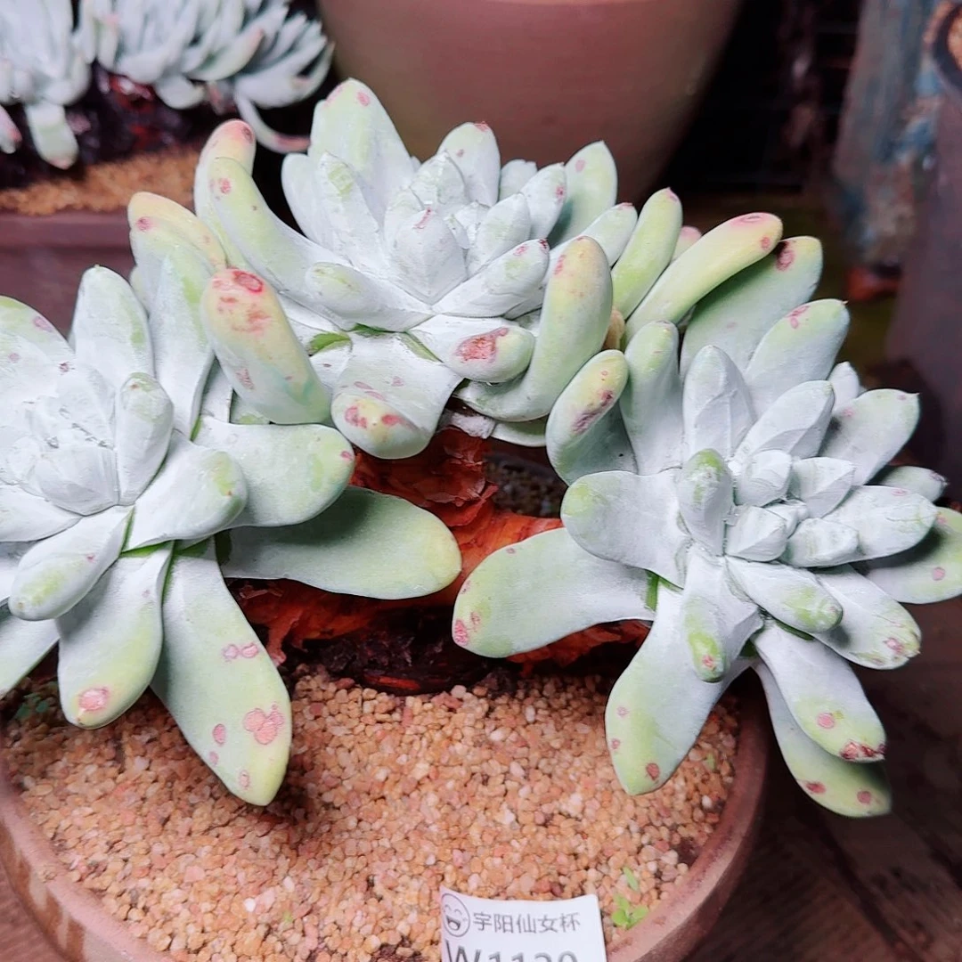 1120拇指仙女杯多肉